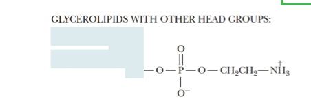 <p>Phosphatides with choline or ethanolamine.</p>