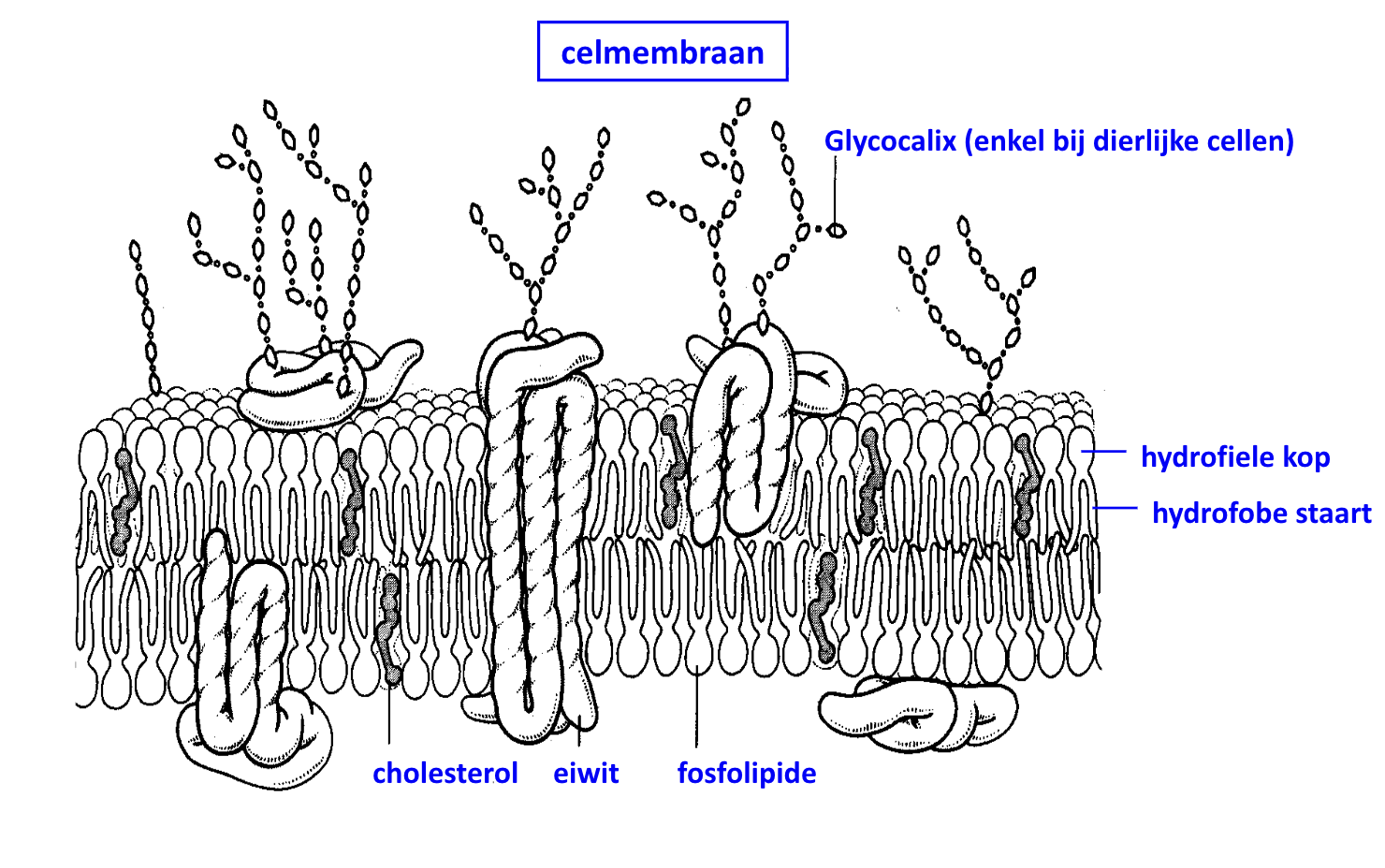 <p>Cholesterolmoleculen</p>