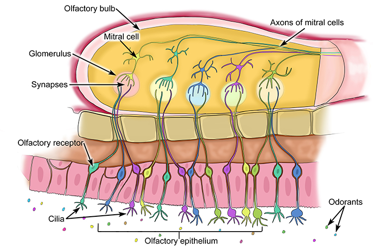 <ol><li><p>Molecule → receptor + GPCR → glomerulus for that specific molecule within olfactory bulb → mitral cell → brain</p></li><li><p>Receptors and glomeruli are specific to one type of molecule (eg benzenes)</p></li></ol><p></p>