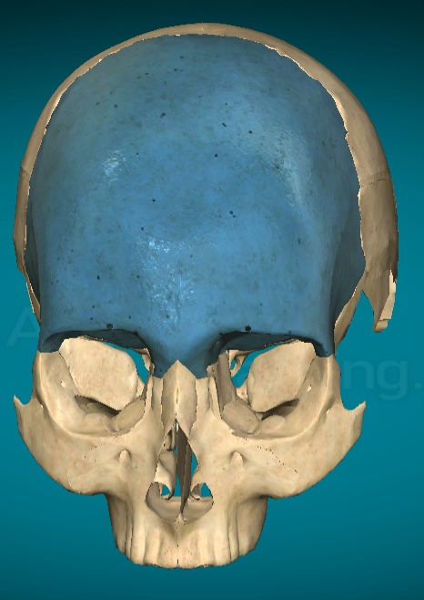 <p>What bone of the cranium is this?</p>