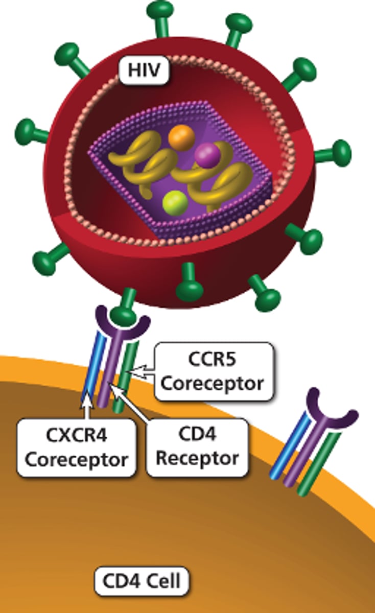 <p>Either CCR5 or CXCR4</p>