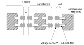 <ul><li><p><span>Nerve impulse travels over muscle fiber sarcolemma and into T tubules</span></p></li></ul><p></p>