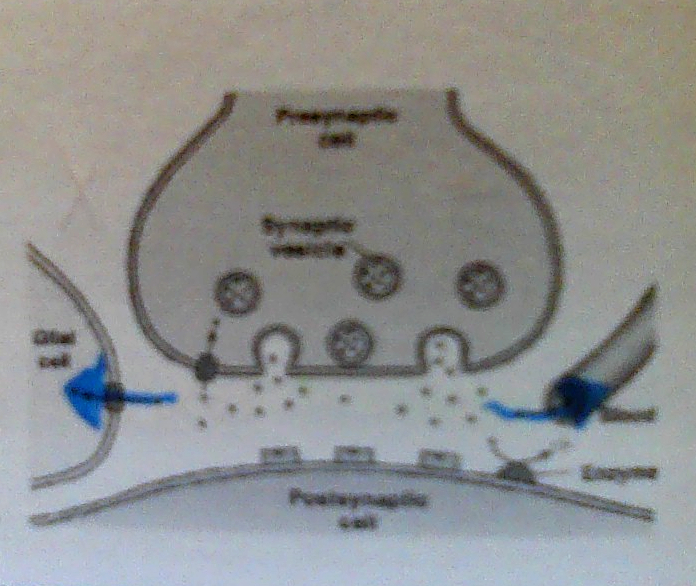 <p>Surrounding cells absorb excess NT.</p>