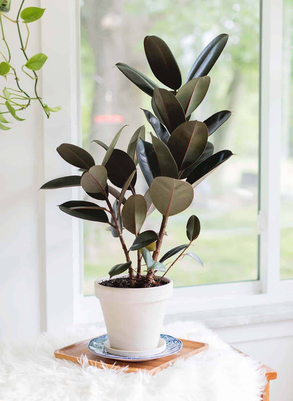 <p>Rubber Tree Plant</p>