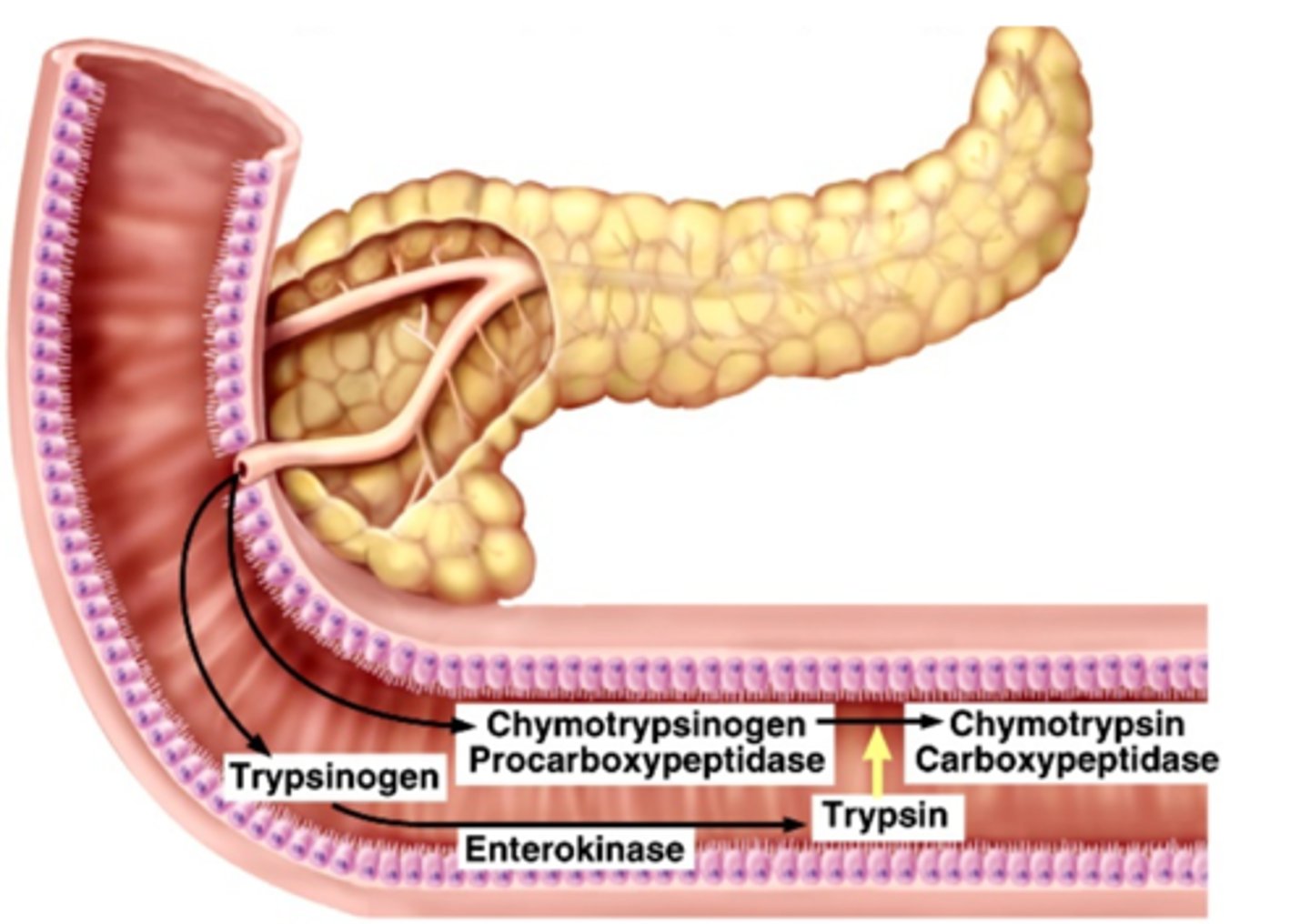<p>Digest proteins- released as inactive... activated by trypsin</p>