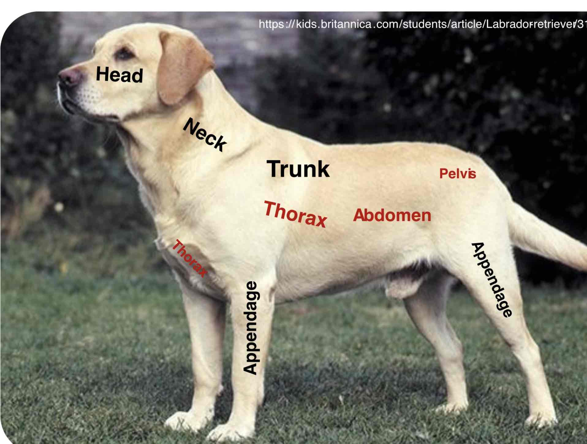 <p>Thorax (Thoracic region)</p>