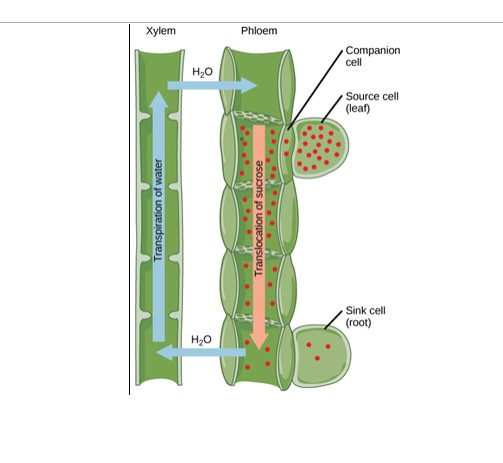 <p>Translocation Process</p>