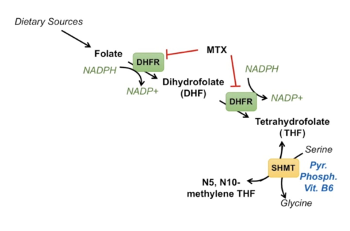 <p>Serine Hydroxymethyltransferase (SHMT) converts THF into N5, N10 methylene THF. This reaction uses serine and converts it into glycine (functions as a hydroxy donor). This reaction requires pyridoxal phosphate (B6).</p>