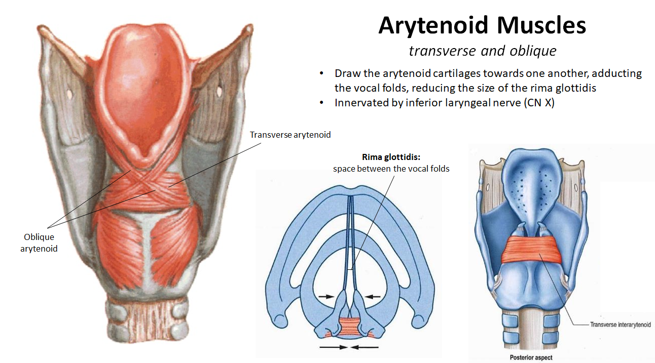 <ul><li><p><strong>Action:</strong> <strong>Adduct vocal folds</strong> by pulling arytenoid cartilages together</p></li><li><p><strong>Innervation</strong>: <strong>Inferior laryngeal nerve</strong> (branch of <strong>CN X</strong>)</p></li></ul><p></p>