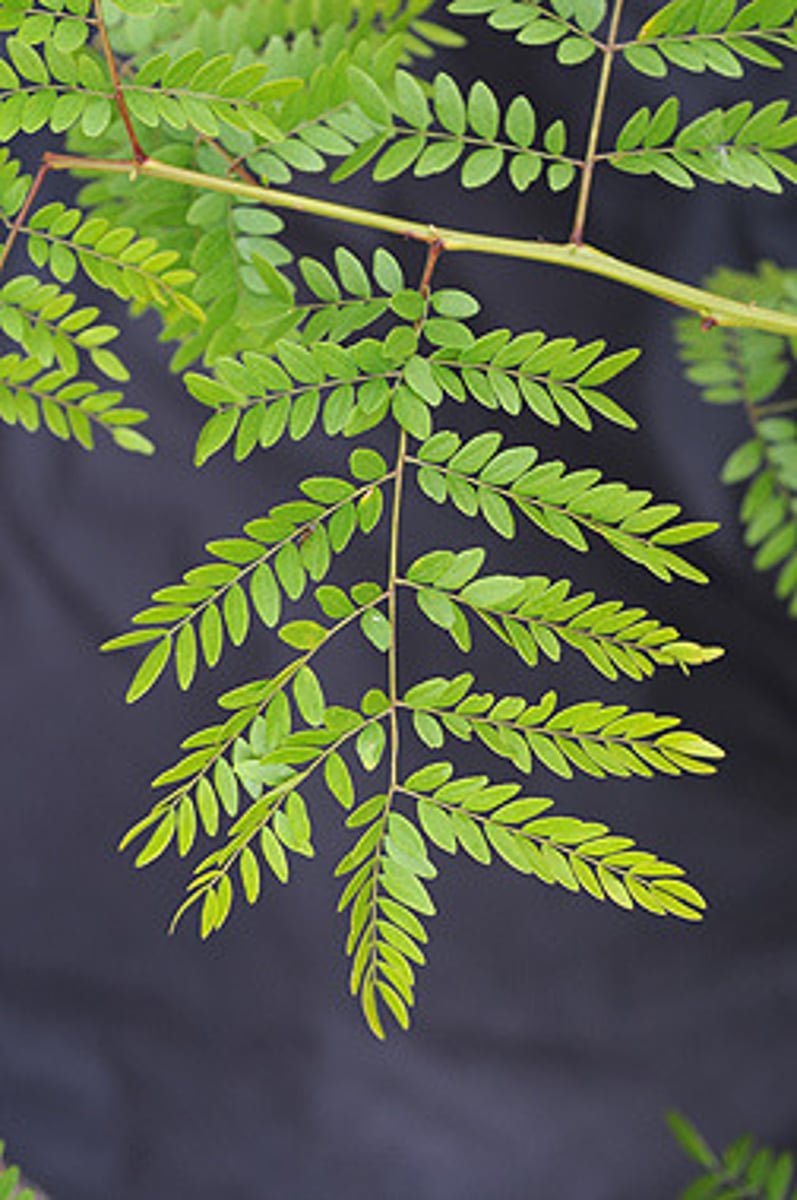 <p>Fabaceae Gleditsia triacanthos</p>