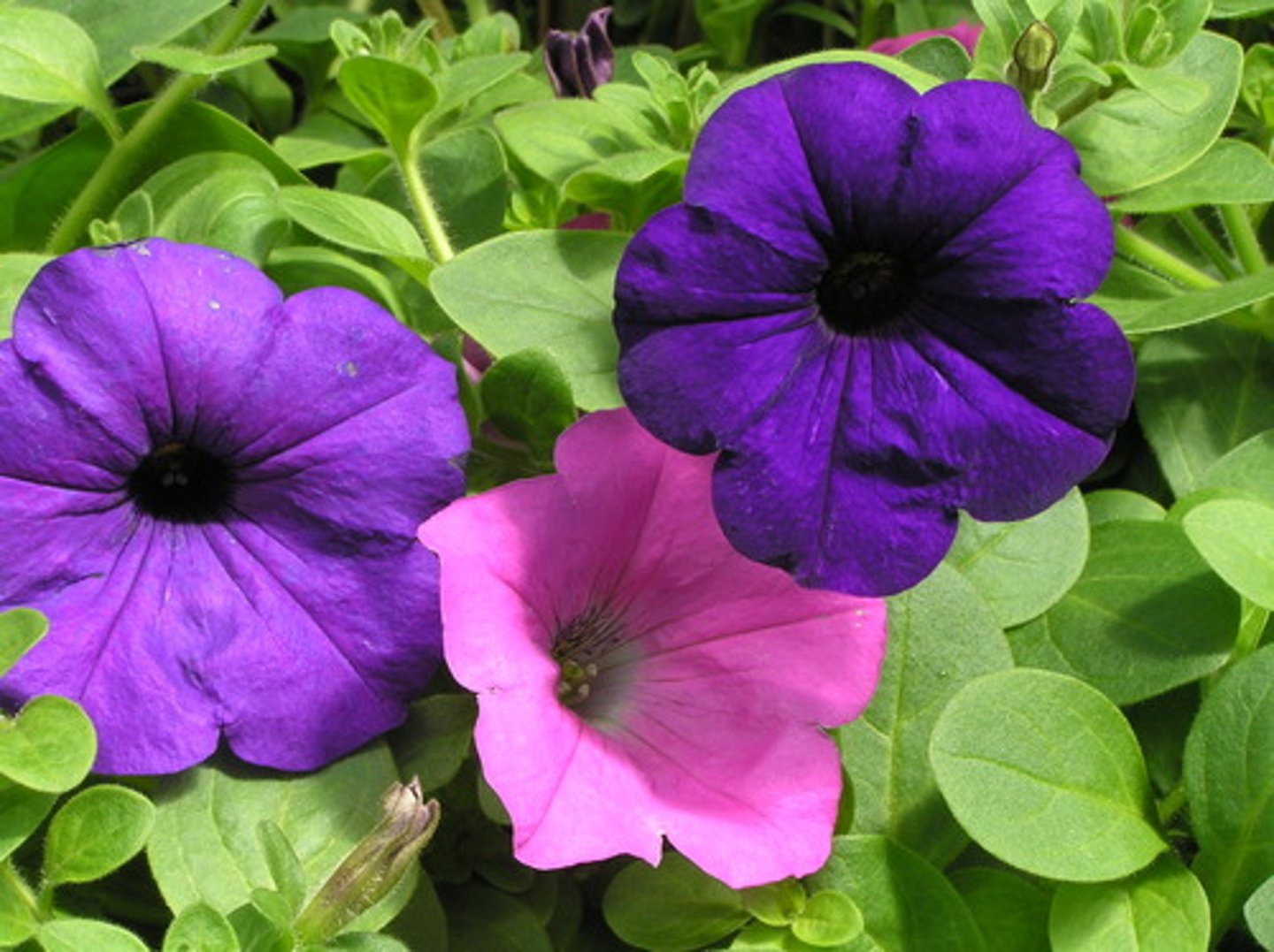 <p>Trumpet/ tube shaped flower - lots of colors</p><p>All the petals are attached together</p><p>Leaf is pointed and fuzzy, stem is fuzzy</p><p>Plant typically grows in a downward pattern</p>