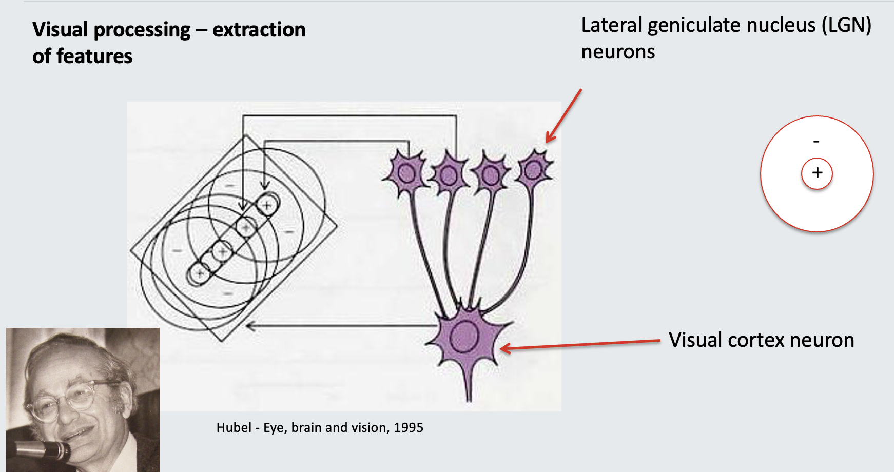<p><strong>Structures: </strong></p><ul><li><p>Lateral geniculate nucleus (LGN) neurons</p></li><li><p><strong>Functions: </strong></p><ul><li><p>Respond to a dot of light in a particular part of the visual field</p></li><li><p>No response to general illumination over a wide area</p></li></ul></li><li><p>Visual cortex neuron:</p></li><li><p><strong>Functions:</strong></p><ul><li><p>Gets inputs from several LGN neurons</p></li><li><p>Fires an action potential when there is a line in a particular part of the visual field</p></li></ul></li></ul><p></p>
