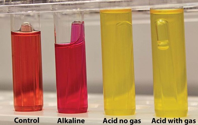 <p>Which type of media:</p><ul><li><p>Contains sugars that can be fermented with a pH indicator to show this reaction</p></li></ul><p></p>