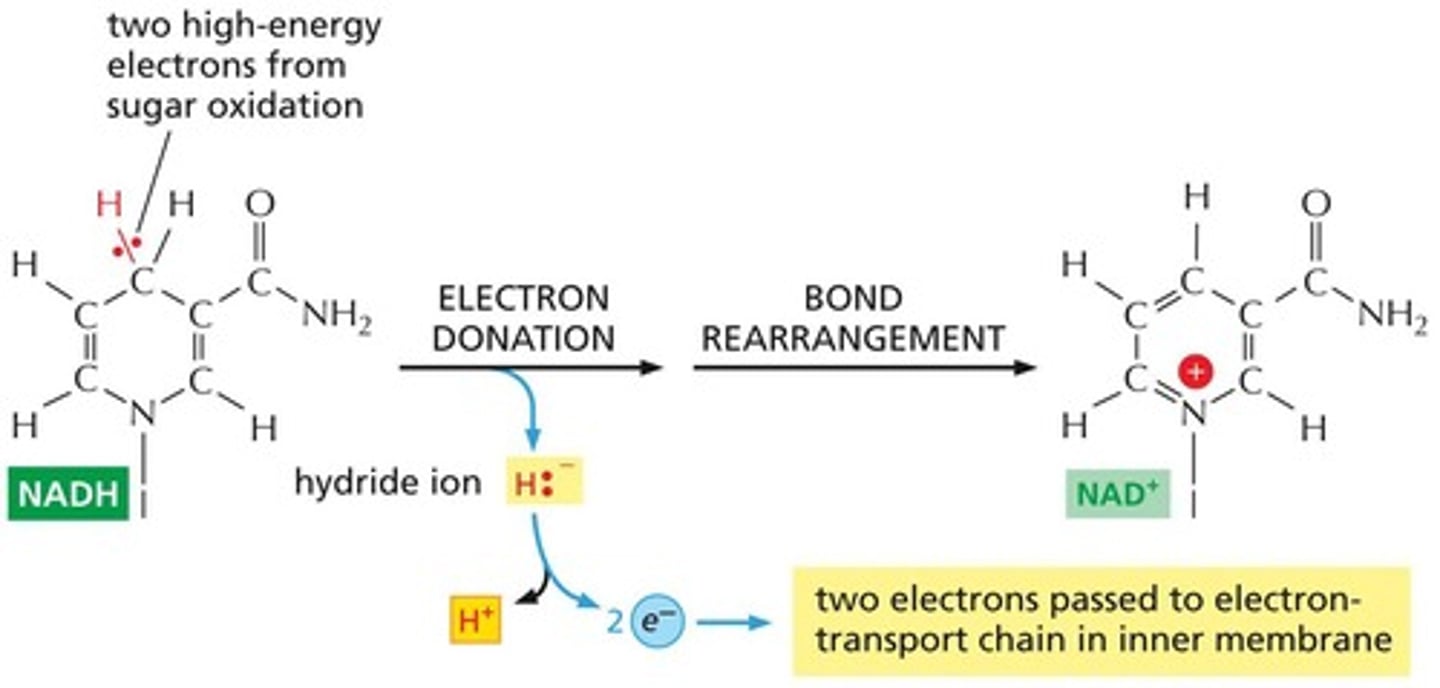 <p>They donate electrons.</p>