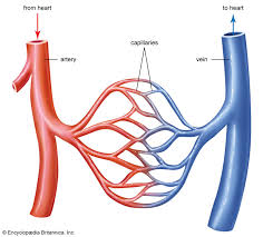 <p><strong>Arteries </strong>and <strong>veins </strong></p>