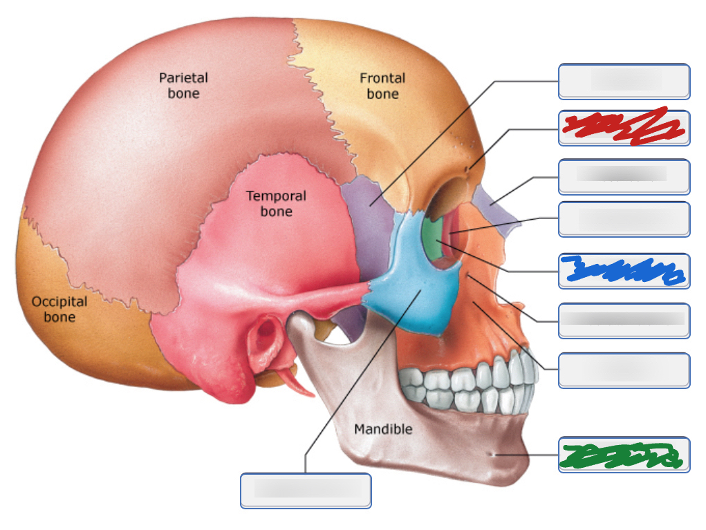 <p>what is the green box pointing to? (lateral view)</p>