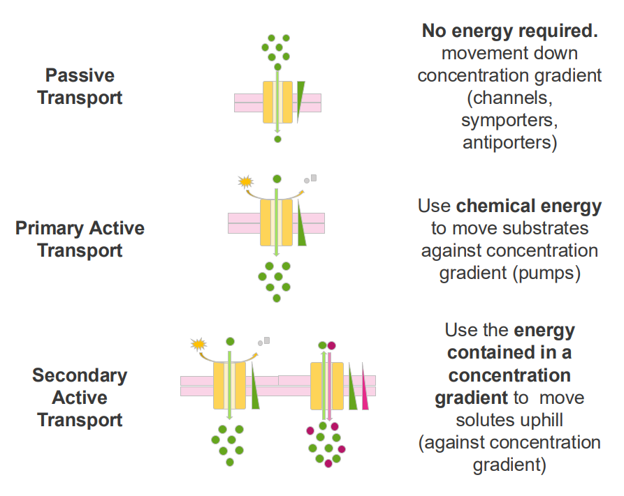<p>Secondary Active Transport</p>