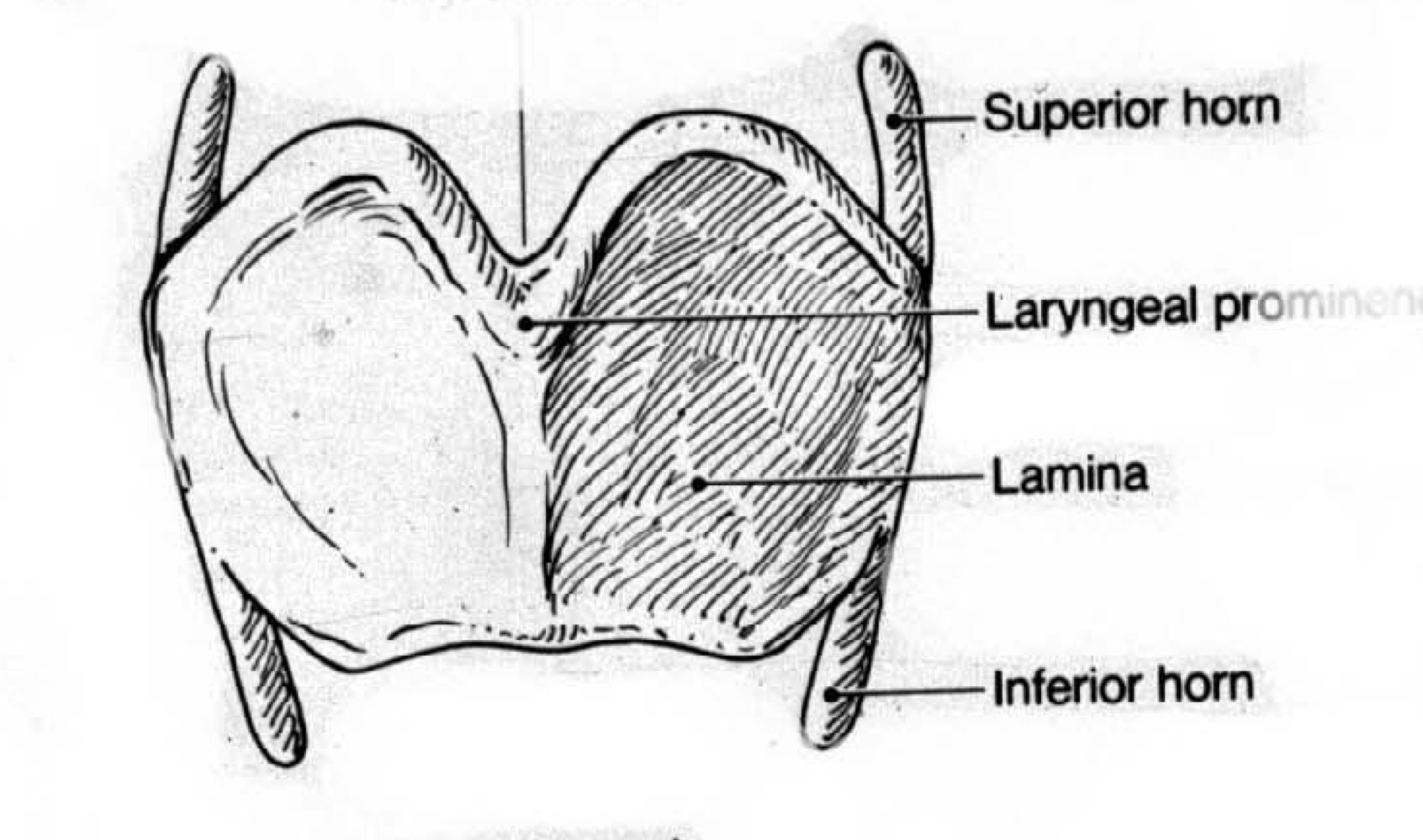 superior and inferior