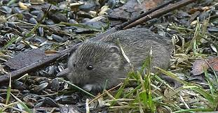 <p><em>Microtus oeconomus</em></p>