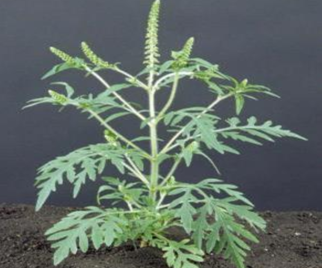 <p><em>Ambrosia artemisiifolia </em>(Asteraceae)→ <strong>common ragweed</strong></p><p>• Native to all of mainland US and many areas of Canada</p><p>• Annual Ambrosia artemisiifolia: Identification </p><p>• Leaves deeply lobed, with hairy leaf surface </p><p>• Stems erect, branching above, with coarse hairs </p><p>• Plant can grow 1-3 ft. tall</p>