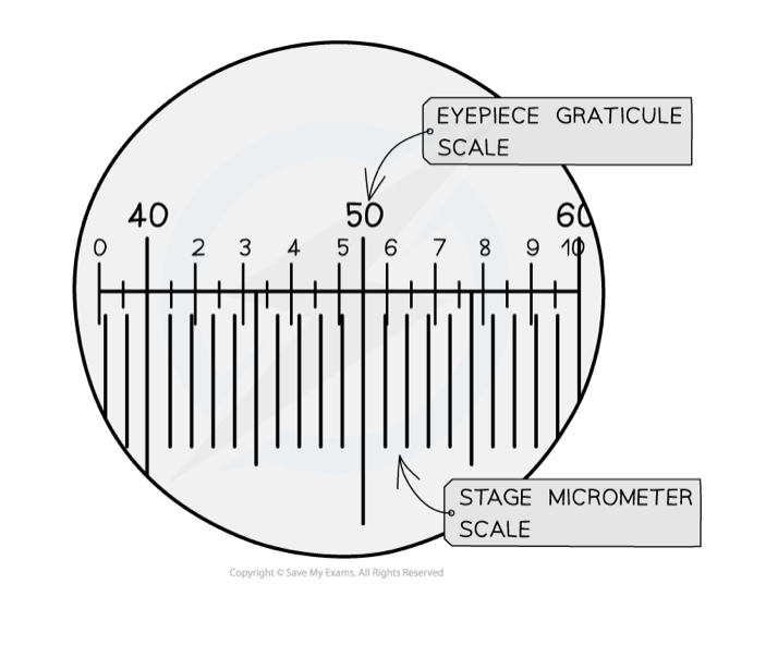 <p>uses a scale engraved on a microscope slide (a stage micrometer)</p><p>by using the two scales together, the number of micrometers each graticule unit is worth can be worked out</p><p>after this is known, the graticule can be used as a ruler in the FOV</p>