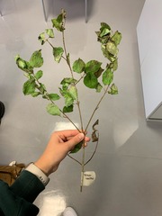 Cornus sanguinea