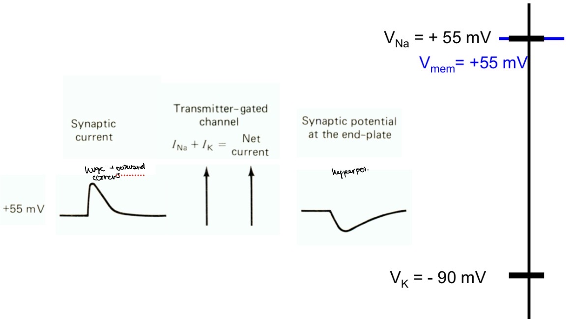 <p>Potassium movement and net movement the same and no sodium movement because it is at equilibrium </p>