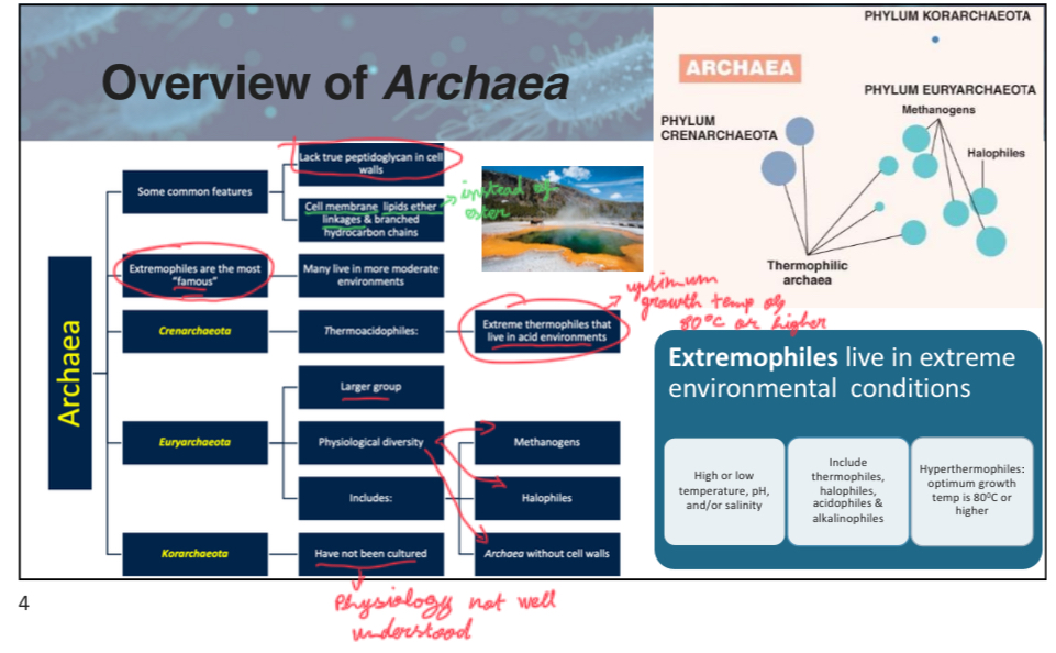 <p>C</p><p>attach slide 4 w3p5</p>