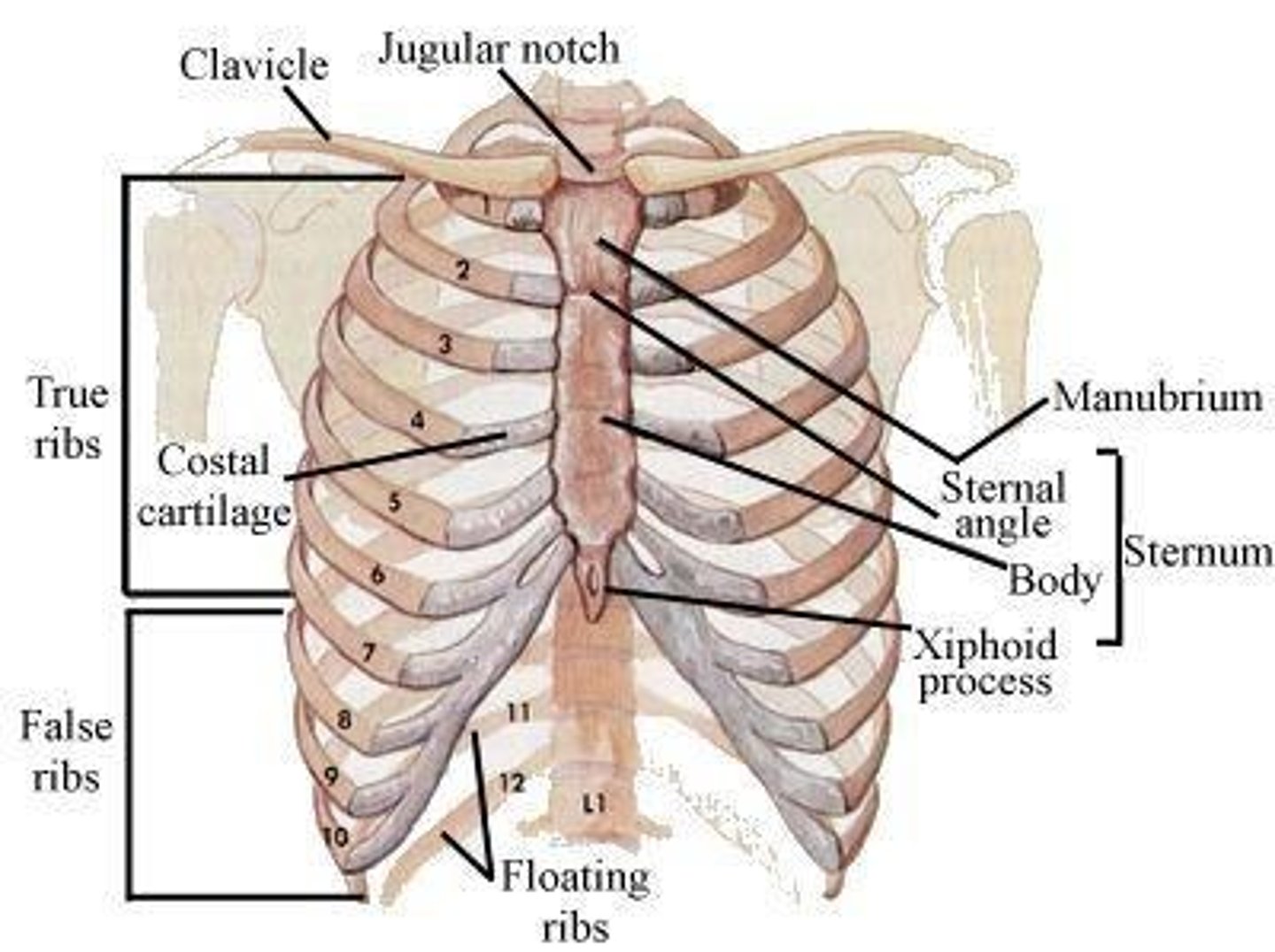 <p>There are 12 pairs of ribs: 7 true ribs and 5 false ribs (8th to 12th pairs do not articulate with the sternum).</p>
