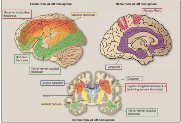 <p>connect the cortex to other brain or spinal cord areas</p>