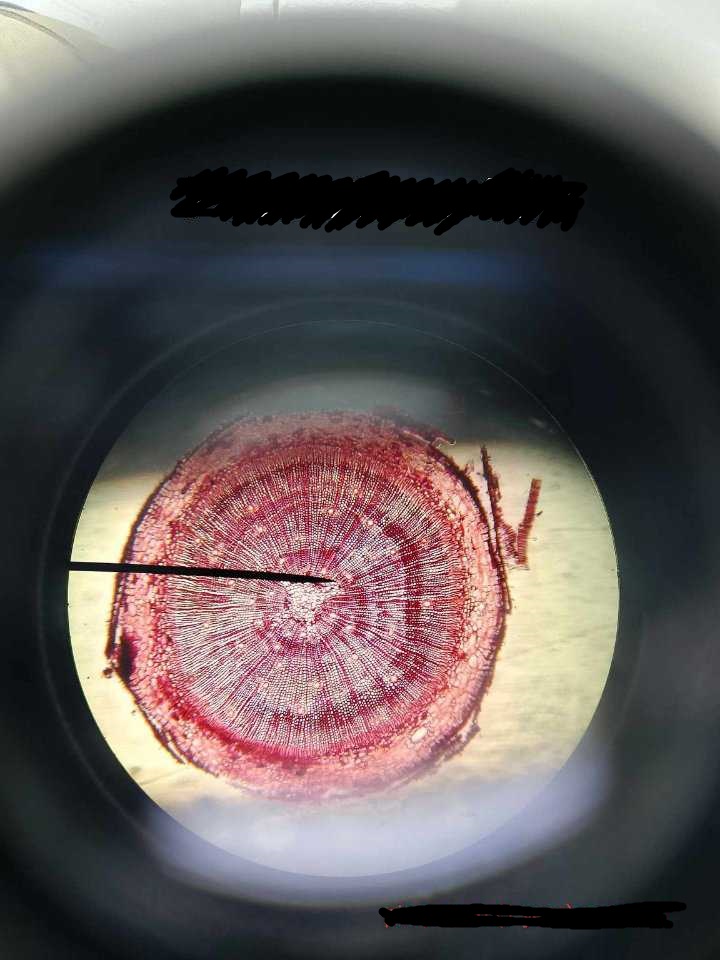 <p>identify the prepared slide</p>