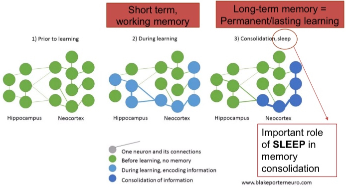 <p>hippocampus—encoding</p><p>neocortex (anterior cingulate especially)—recall</p>