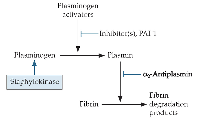 Staphylokinase (Sak) is an exoenzyme that contributes to spread of S. aureus

Dissolves blood clots

Blood clots are platelets held together by fibrin mesh (contains plasminogen)

Normally tPA (tissue plasminogen activator) cleaves plasminogen into plasmin

Plasmin degrades fibrin mesh (in a controlled manner)

Sak activates plasminogen to plasmin which degrades fibrin mesh in an uncontrolled manner 

Allows bacteria to move through tissues and escape from abscesses