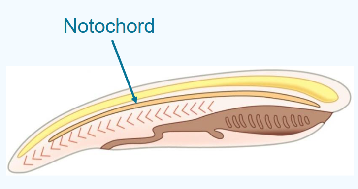 <ul><li><p>longitudinal flexible rod between gut and nerve cord</p></li><li><p>provides structural support</p></li><li><p>key for swimming in chordate ancestors&nbsp;</p></li><li><p>replaced by vertebrae in vertebrates</p></li></ul><p></p>
