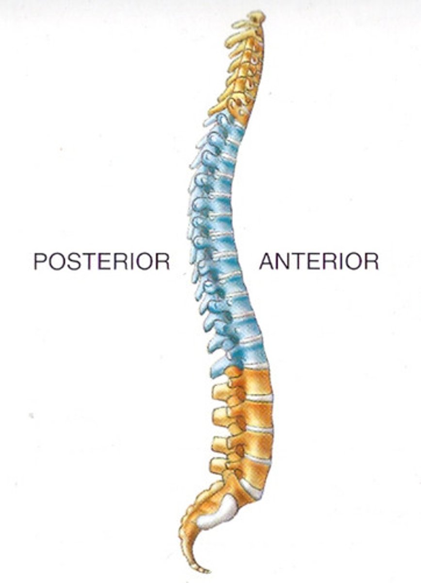 <p>each of the twelve bones of the backbone to which the ribs are attached</p>