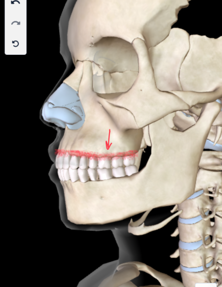 <p>This <strong>HOLD THE TOOTH ROOT of the UPPER TEETH </strong></p>