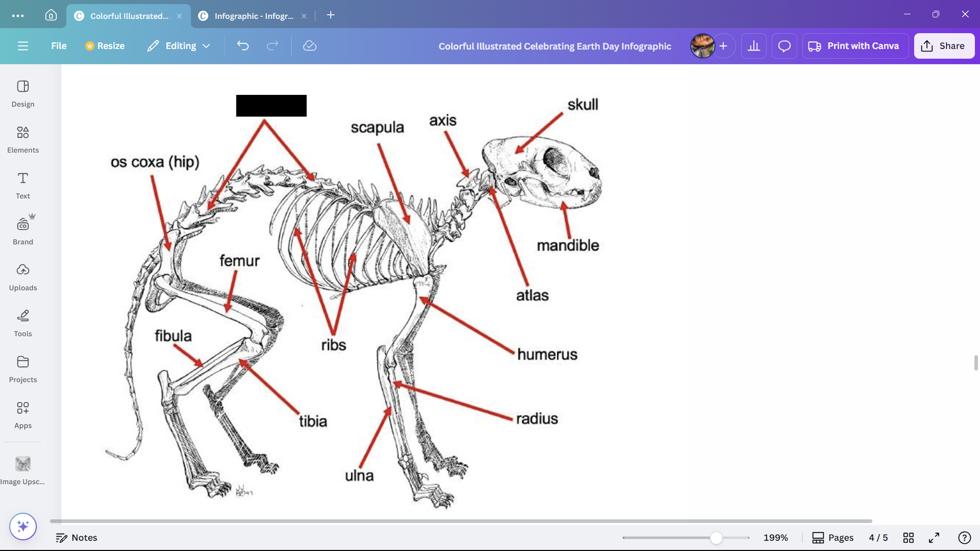 <p>Bones forming the vertebral column of a cat.</p>