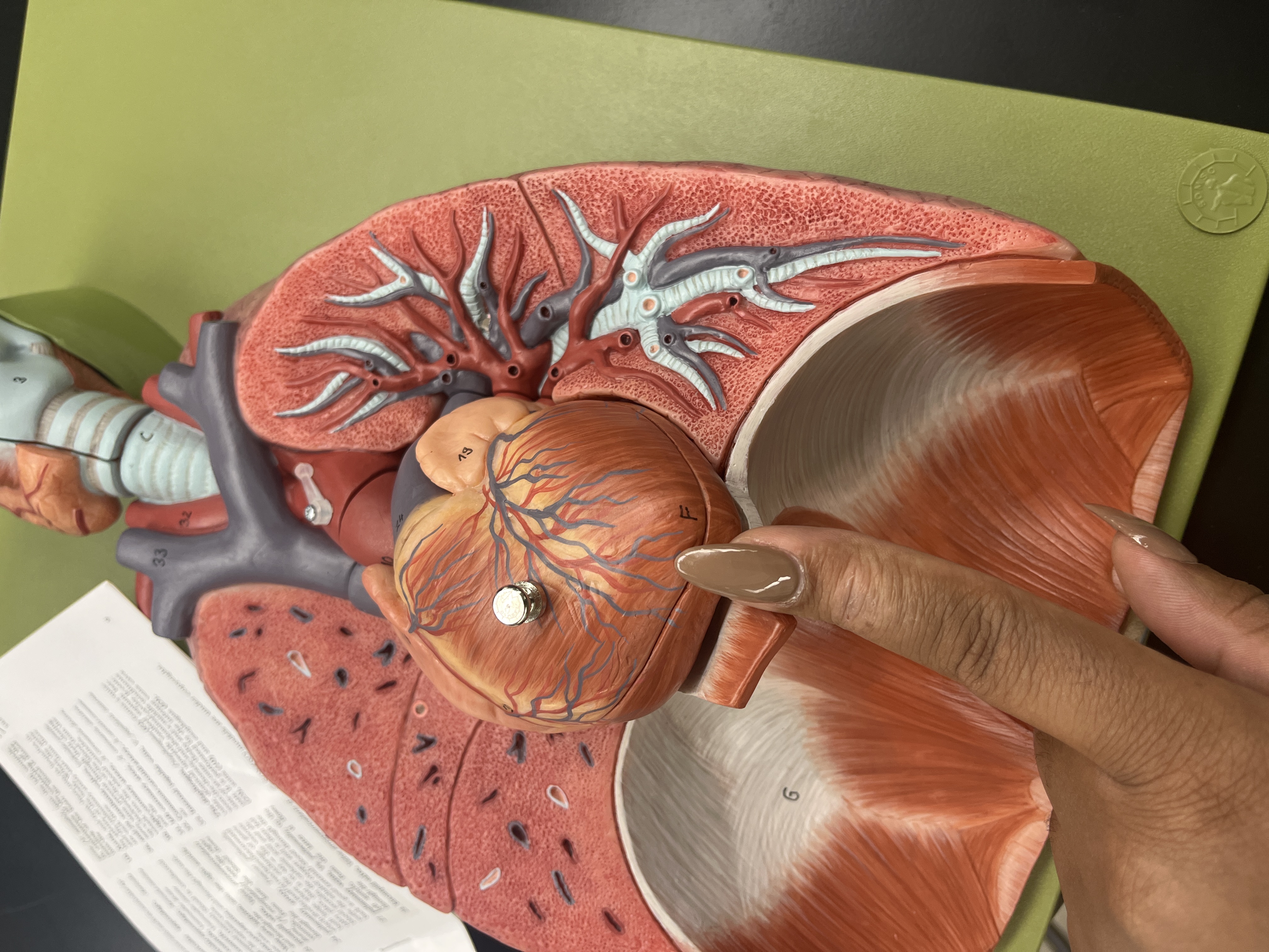 <p>apex of heart (human)</p>