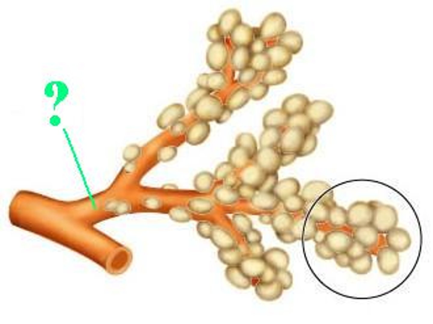 <p>Identify the indicated structure.</p>