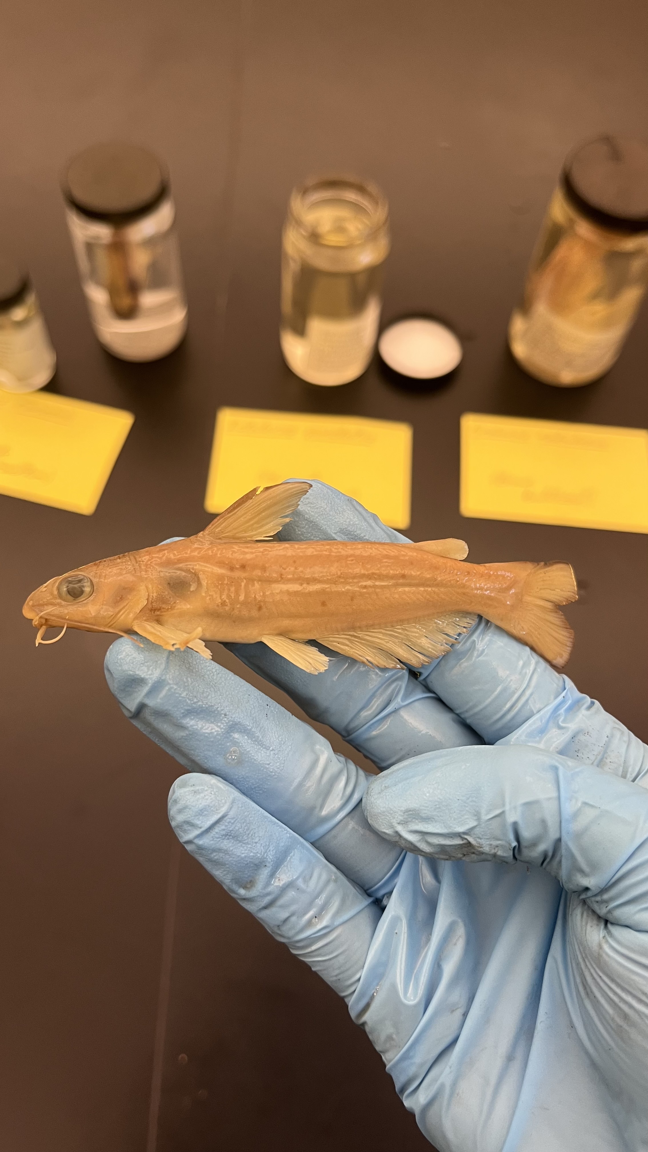 <p>Channel Catfish</p>