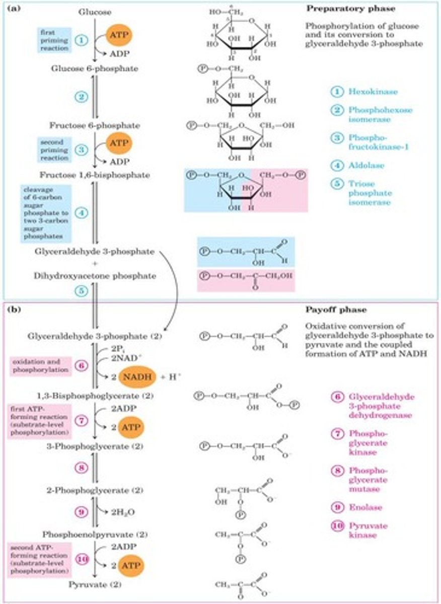 <p>Pathway converting glucose to pyruvate, producing ATP.</p>