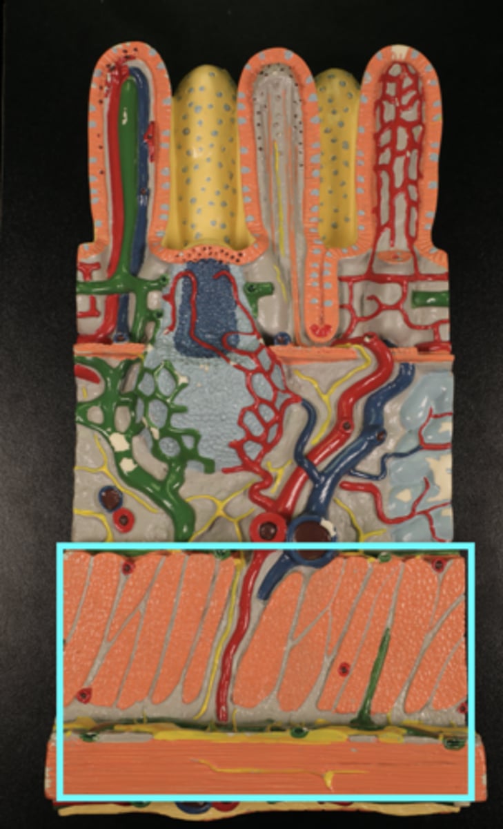 <p>The _______ layer of the ureter mucosa contracts to move urine by peristalsis.</p>