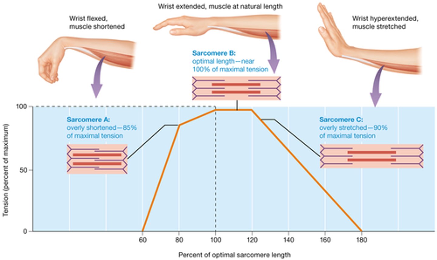 <p>resting length of a muscle and the tension it can produce at that length</p>