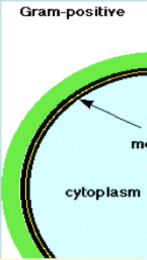 <p><span><span>a group of bacteria characterized by a thick cell wall made of peptidoglycan that retains a violet color after being stained with crystal violet in the Gram stain test</span></span></p>