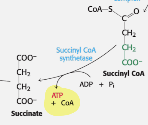<p>Substrate Level Phosphorylation</p><ul><li><p>Step 5</p><ul><li><p>Succinyl CoA + ADP + Pi</p></li><li><p>Enzyme: Succinyl CoA</p></li><li><p>Product: Succinate + ATP + CoA</p></li></ul></li></ul><p></p>