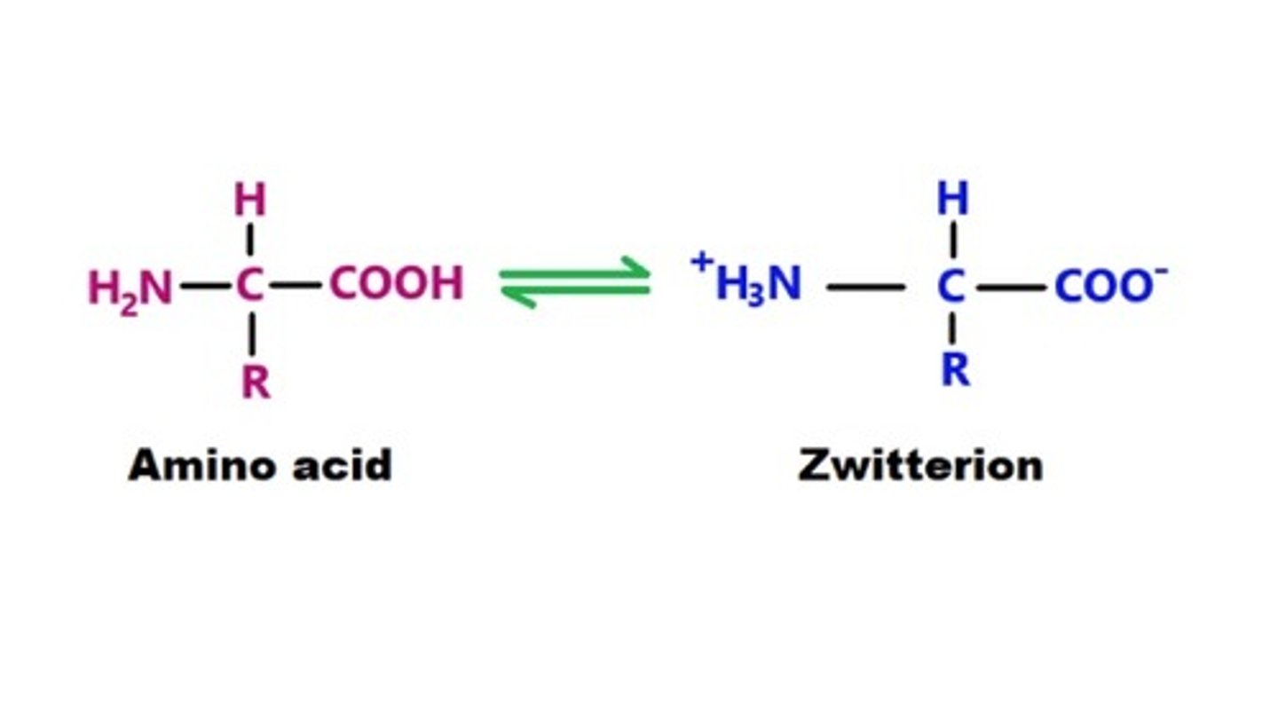 <p>- a molecule that contains equal +ve and -ve charged functional group</p><p>- this occurs at isoelectronic point, which is the pH at which amino acids can exist as a zwitteron</p><p>- they are soluble in water</p>