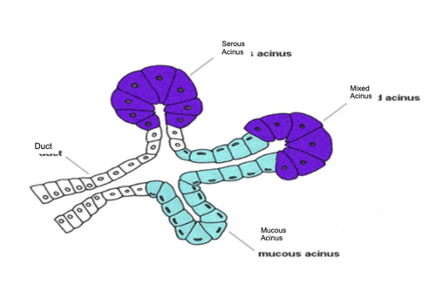 <p>Composed of serous &amp; mucous secretory cell types</p><p>- Serous cells produce a thin, watery saliva containing the enzyme α-amylase.</p><p>- Mucous cells produce a thicker saliva rich in mucins – a glycoprotein that lubricates food for swallowing</p>