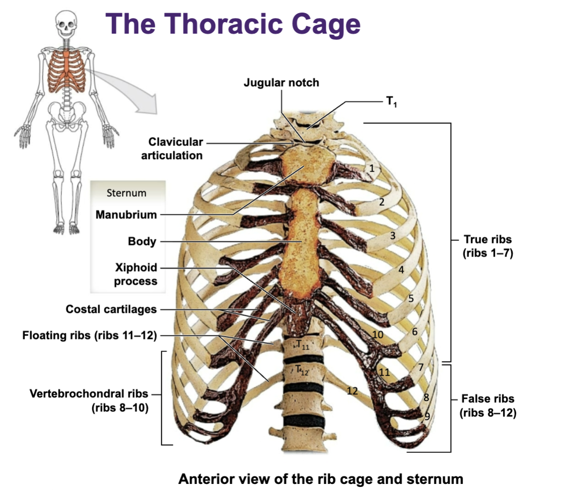 <p>Thoracic cage functions</p>