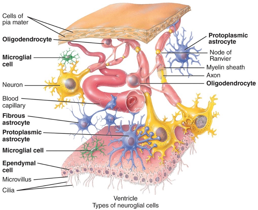 <ul><li><p>CNS</p></li><li><p>Lines all 4 ventricles of the brain as well as the central canal of the spinal cord</p></li></ul>