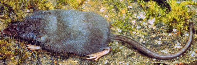 <p>rock shrew / long tailed shrew</p>